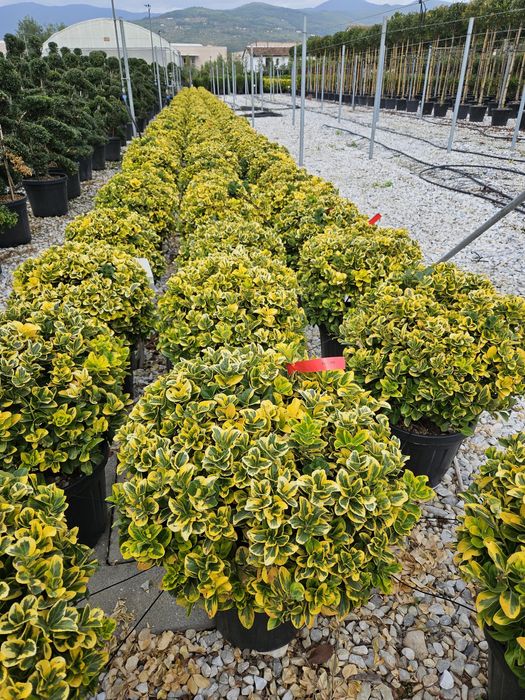 Eunimus și pom pon toate dimensiunile