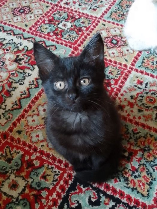 Котёнок в добрые руки срочно