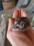 Vând 2  Hamsteri de 3 uni