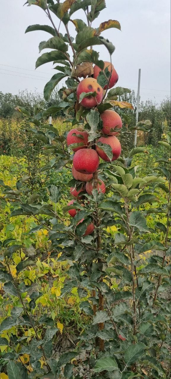 Agronom xizmati  bog'dorchilik barcha turdagi xizmatlar