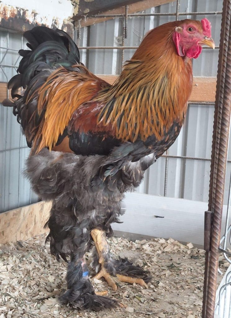 Cocoși brahma disponibili