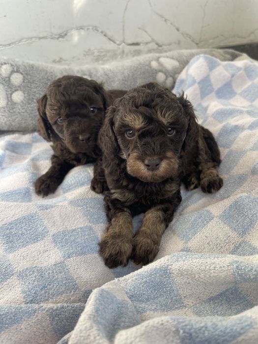 Мини пудели - кафяви