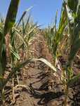 Vând coceni (copileți) 6 hectare