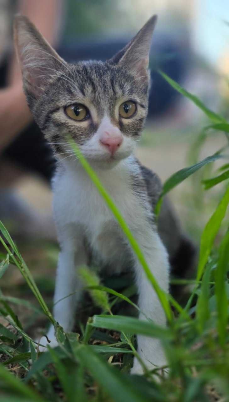 Котёнок, мальчик, 2 месяца
