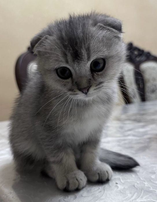 Продаётся пародистый котенок серебристый шиншилла фолд
