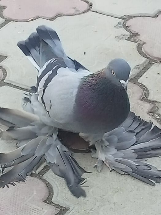 Голуби сизые лётные