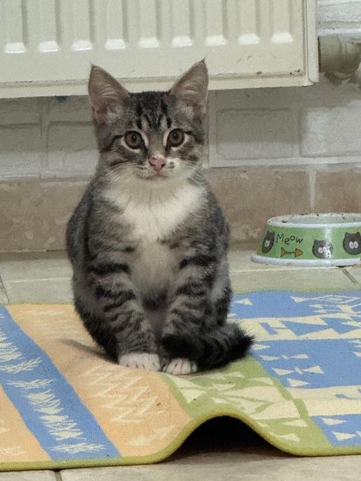 Отдам в добрые руки!