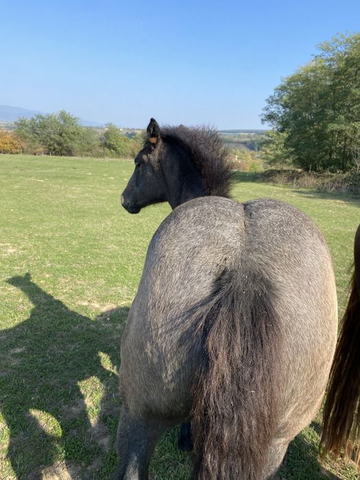 Vând mânză de 4 luni