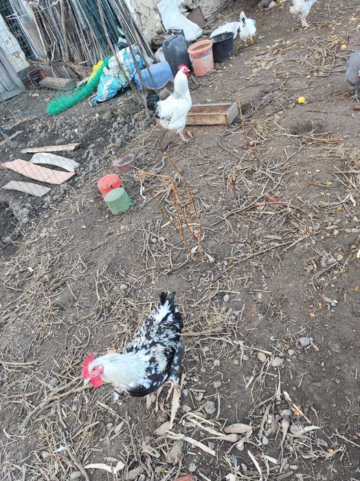 Cocosi și puicuțe disponibile