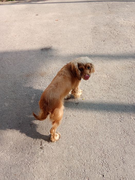 Английский Кокер спаниель