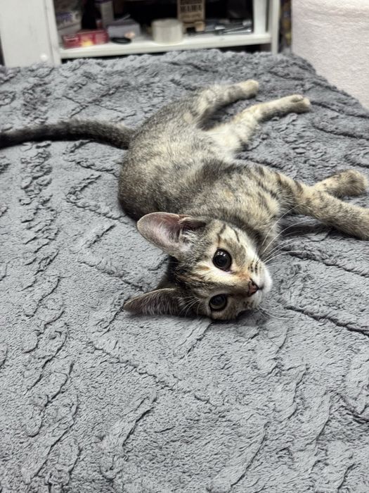 Отдам котенка в хорошие руки, девочка 1,5 мес