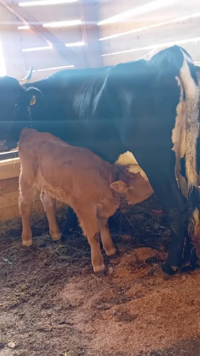 Vînd vacă de 4 ani cu vițel tăuraș de 10 zile