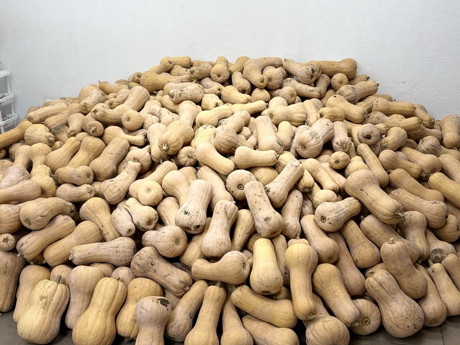 Vand dovleci placintar Matilda F1