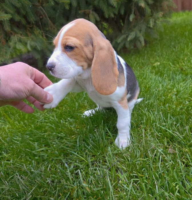 Beagle cu certificat pedigree