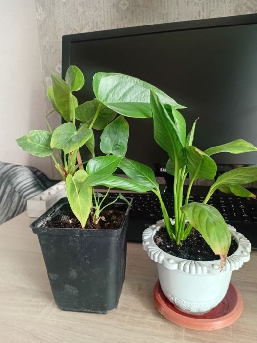 Продам цветы женское  и мужское счастье