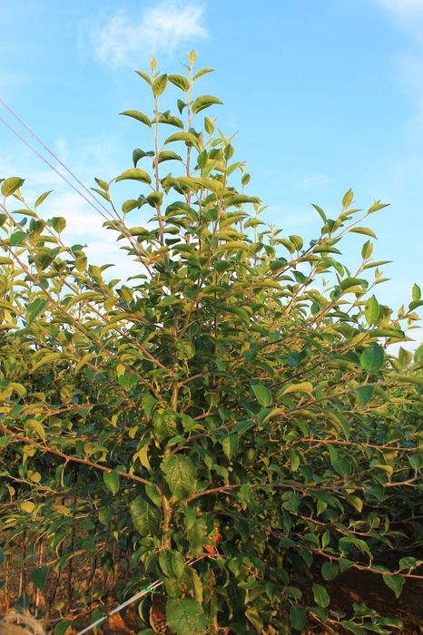 Pepiniera Cristea Ioan