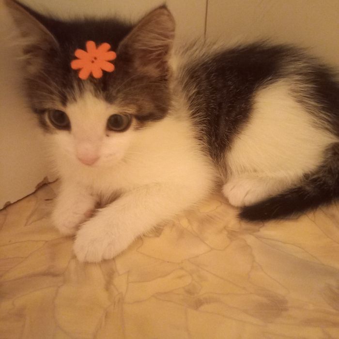 Красивый котёнок 1 ,5 месяца