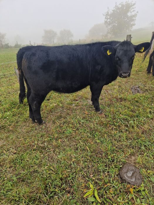 VITEI Angus , masculi și femele