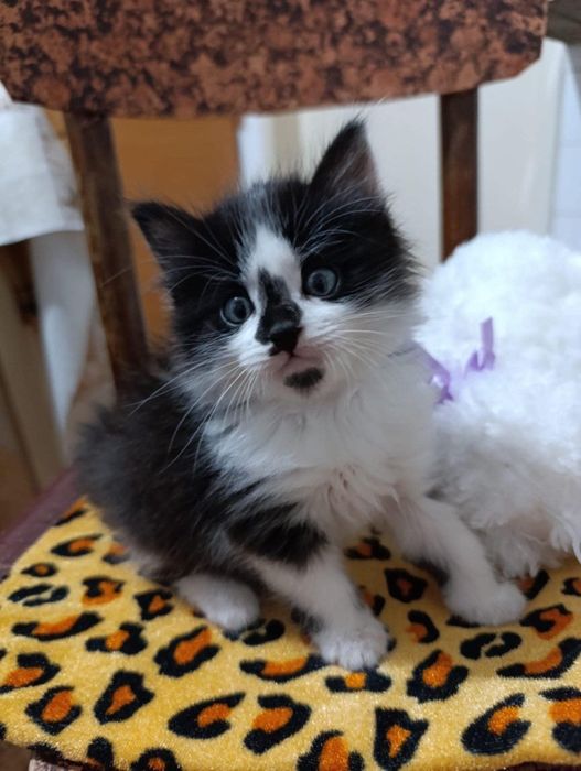 Подарявам мъжко котенце на 2 месеца