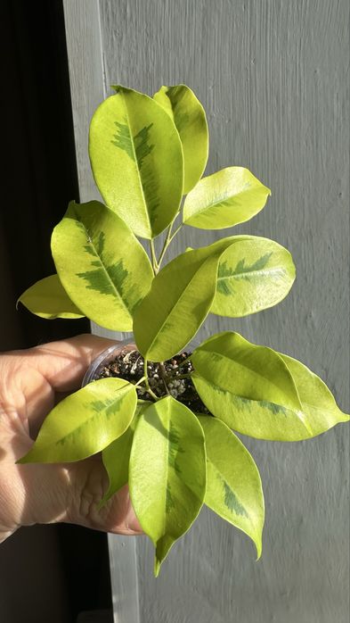 Черенки фикуса Yellow Gold, Yellow Gold Var и Black Diamond