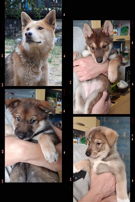 Щенки  пристраиваются в хорошие руки