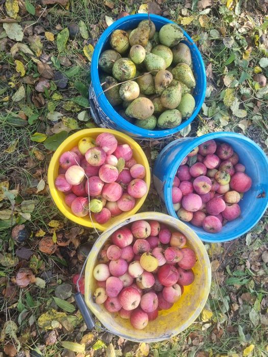Vând mere şi pere pt țuică, soiuri vechi aromate coapte dulci