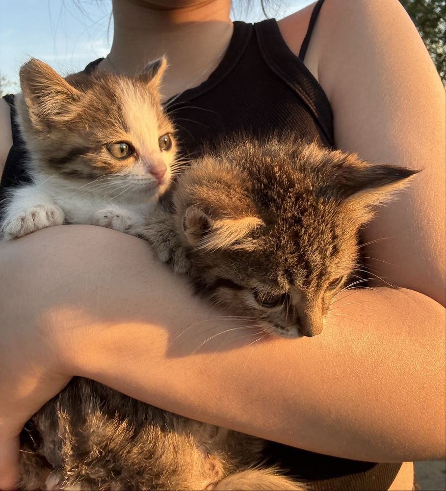 Котята в добрые руки