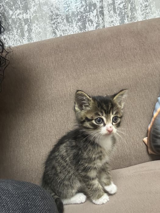 Отдам котят в дрбрые руки