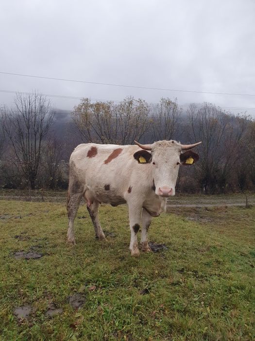 Vând junincă baltata