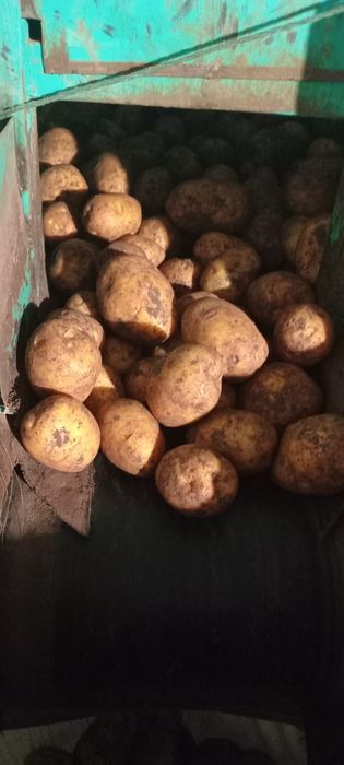 Картошка сорт Гала оптом