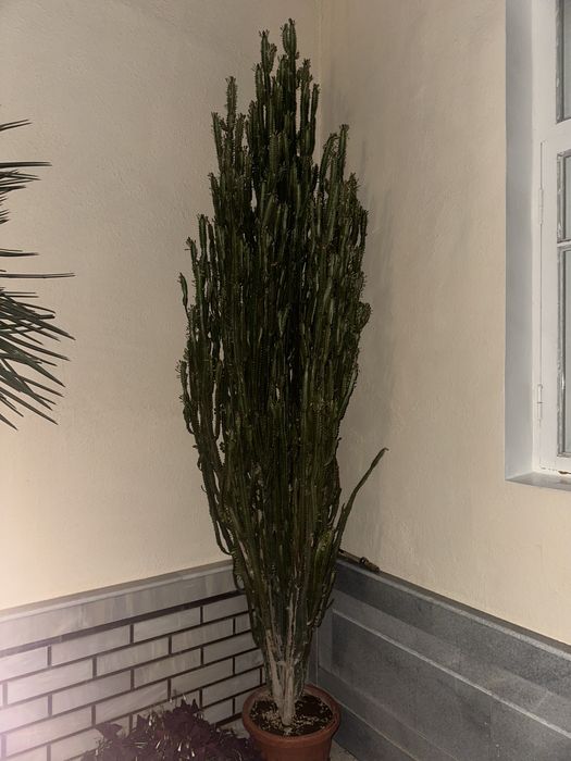 Кактус (euphorbia trigona - молочайное трехгранное древо)