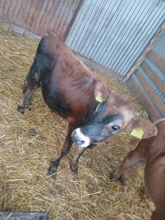 Tauras de Jersey
