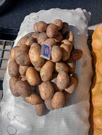 Картоп житын, картофель