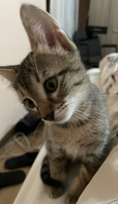 Donez pisica vargata