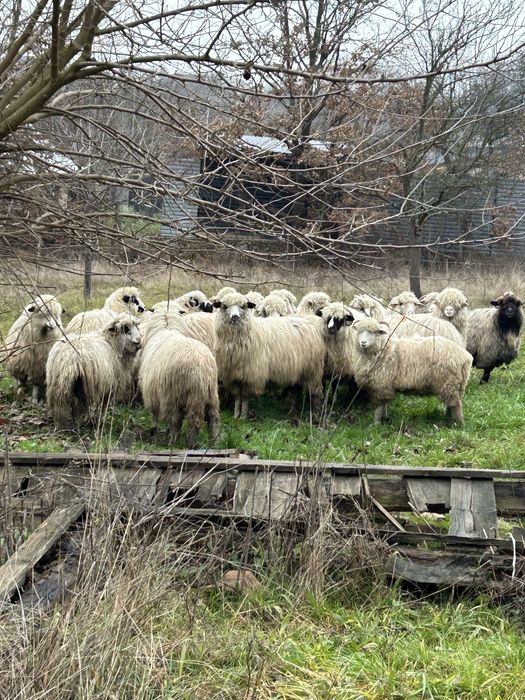 Vand oi miori stramiori si miele de anul trecut