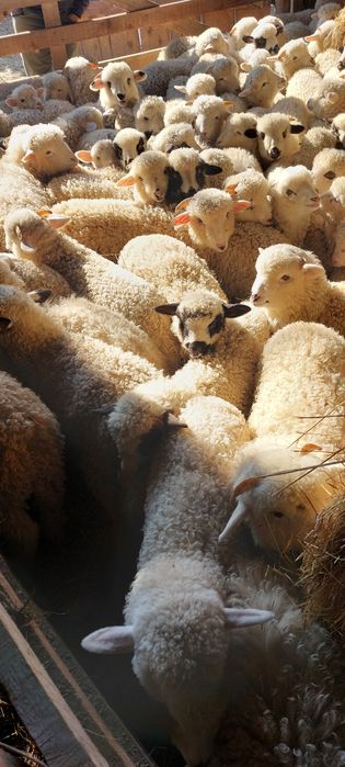 MIEI ovine achiziționăm