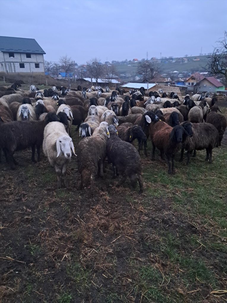 Oi de vanzare 1000 lei bucata