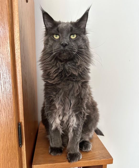 Vând motan Maine Coon Cu Pedigree