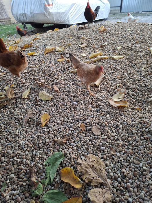 Vand 10 gainuse de iopan