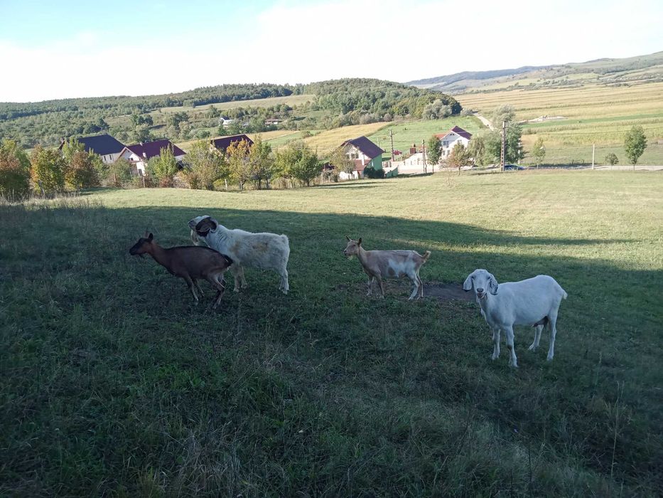 Vând 2 capre gestante !