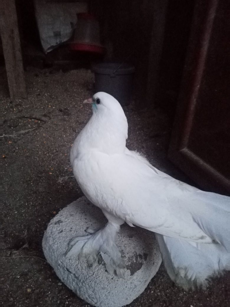 Schimb 20 porumbei voltati maghiari