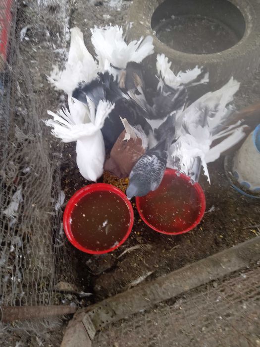 Porumbei de vânzare