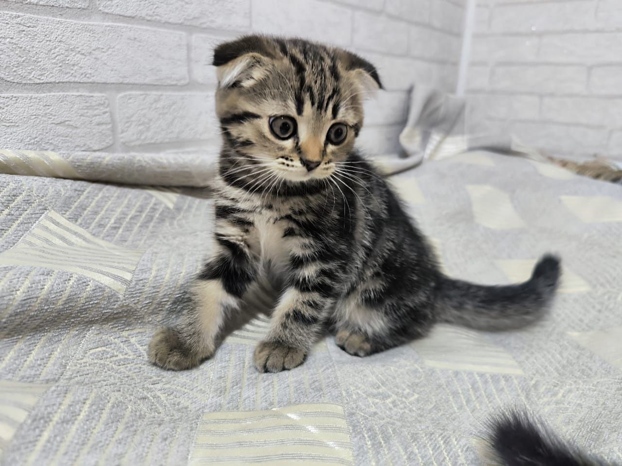 Котенок вислоухий