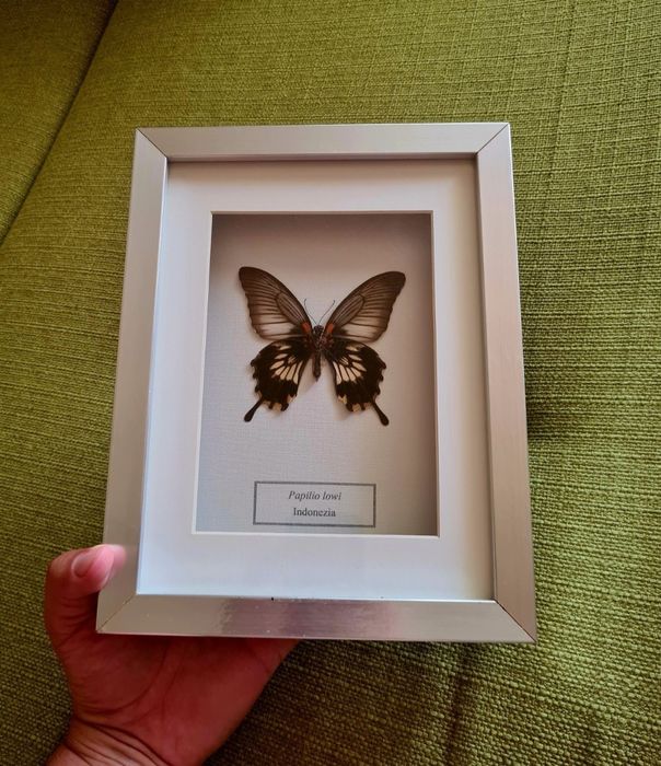 Fluturas Real Inramat Fluture Fluturi Reali Insectar Tablou