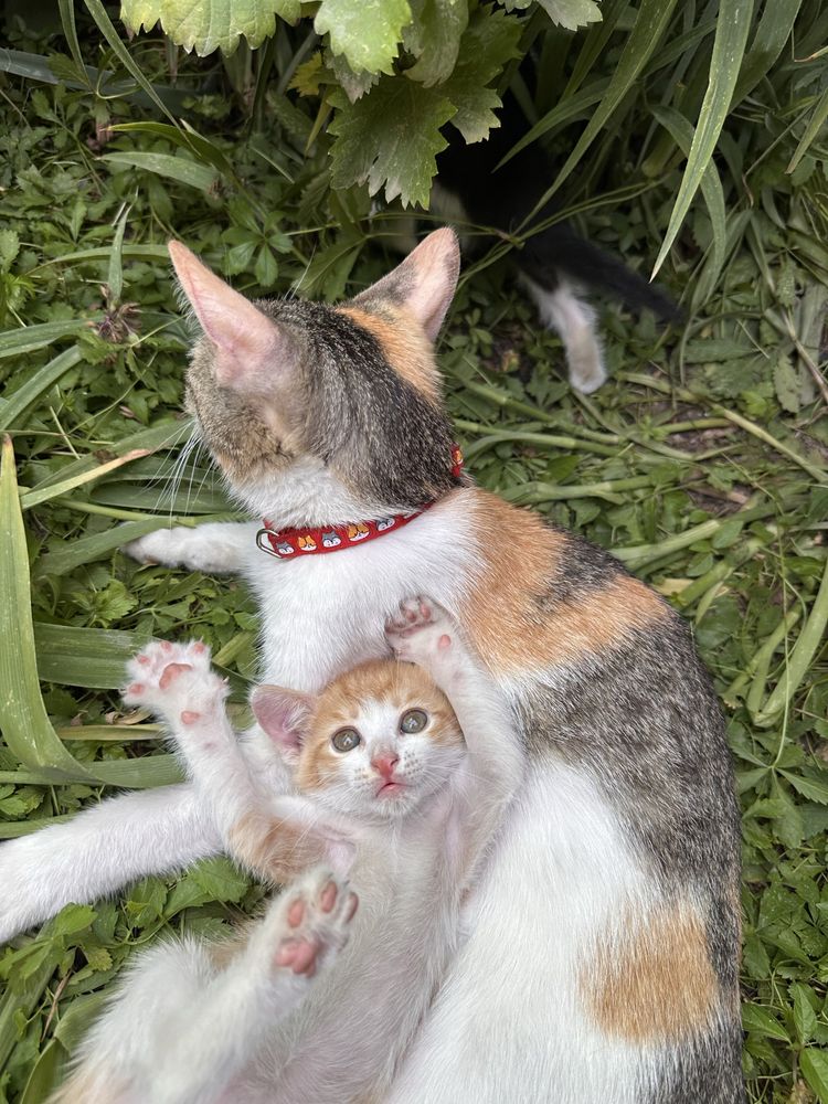 Отдаю котят В НАДЕЖНЫЕ руки