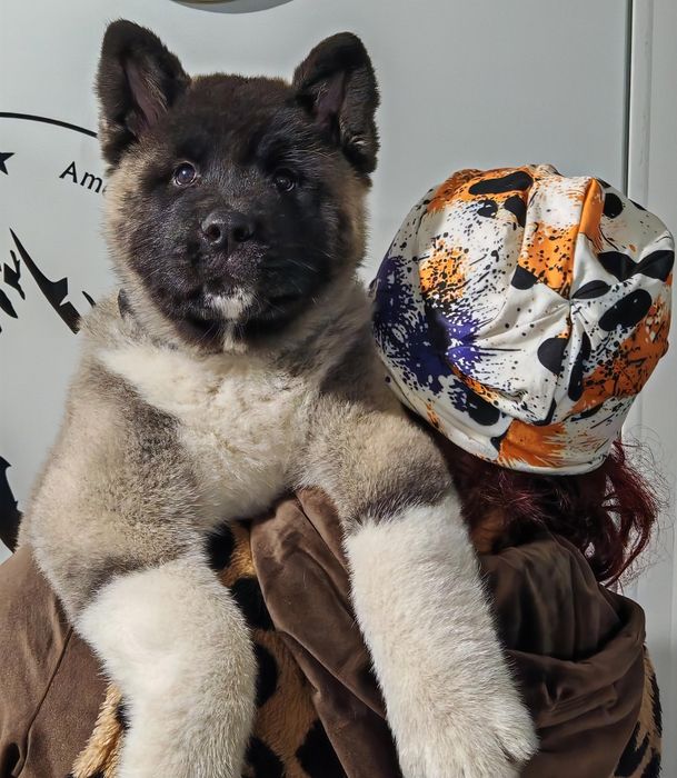 Akita American mascul de vânzare