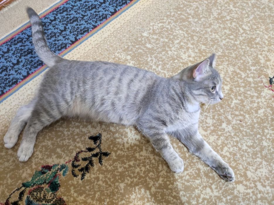 Отдам молодую, здоровую кошечку в Добрые, надёжные и любящие руки.