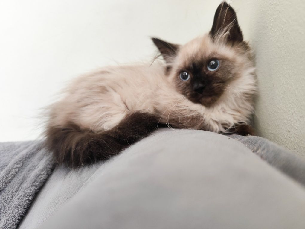 Котета Регдол / Ragdoll