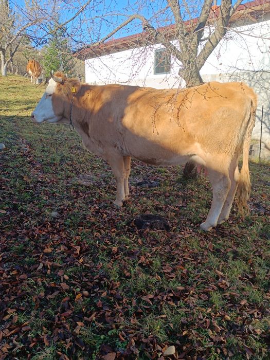 Vaca de 6 ani gestanta in 7 luni