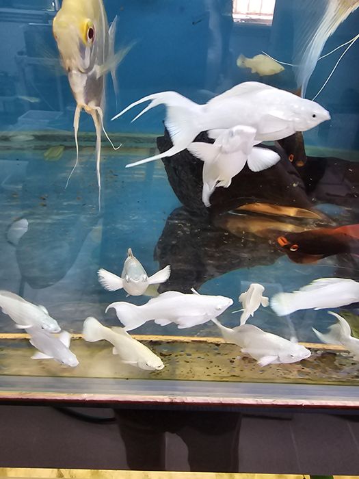 Велифера платина!